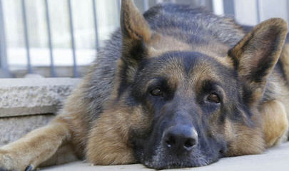 German Shepherds of Munster Abbey LLC - Dog Breeders