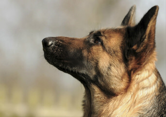 Von Schaub’s German Shepherds - Dog Breeders