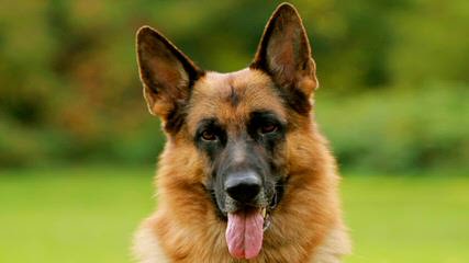 Von Doran’s German Shepherds - Dog Breeders