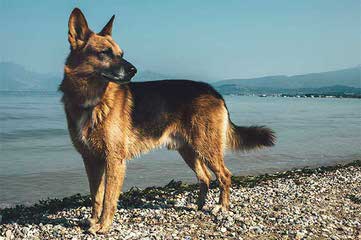 Working German Shepherds - Dog Breeders