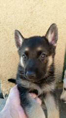 German Shepherd Puppy Breeder - Dog Breeders