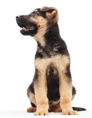 Purebred White German Shepherd Pups - Dog and Puppy Pictures