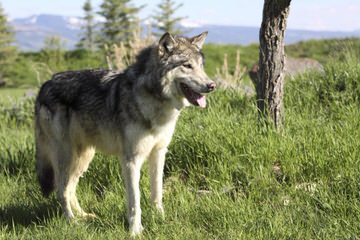 Vom Wanerhaus German Shepherd - Dog Breeders