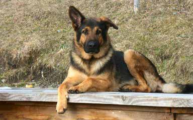 German Shepherd Puppy - Dog Breeders