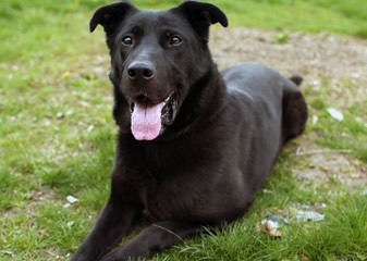 Zwinger vom Roten Wald - Dog Breeders