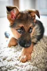 German Shepherd Puppies - Dog Breeders