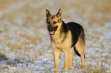 Sotto German Shepherds - Dog Breeders