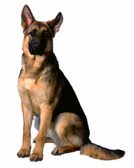 True Blue German Shepherd Dogs - Dog and Puppy Pictures