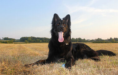 German Shepherd - Dog and Puppy Pictures