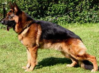 VOM PANTHEON HAUS GERMAN SHEPHERDS - Dog Breeders