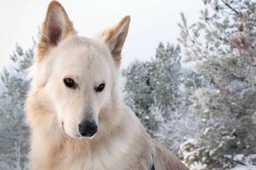 Seelenvoll German Shepherds - Dog Breeders