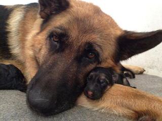 von wabo German Shepherds - Dog and Puppy Pictures