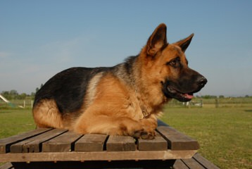 German Shepherd Stud Ready For Action. - Dog Breeders