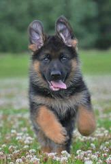 Blackjack’s German Shepherds - Dog Breeders