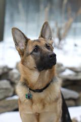 Ulvilden German Shepherds - Dog and Puppy Pictures