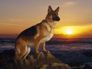 German Shepard love - Dog Breeders