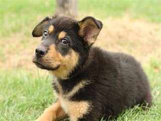 Mills K9 Shepherds - Dog Breeders