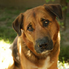 german shepherd - Dog Breeders