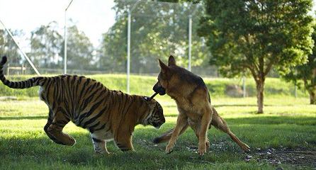 Mills K9 Shepherds - Dog Breeders