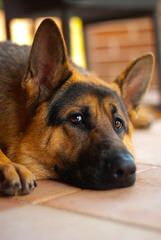 ALLE STERNE GERMAN SHEPHERDS - Dog Breeders