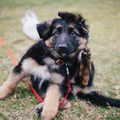 Sale German Shepherd Dogs - Dog Breeders