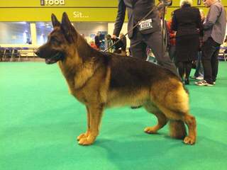 Lake of the Woods German Sheppards - Dog Breeders