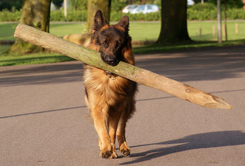 Vom Wanerhaus German Shepherd - Dog Breeders