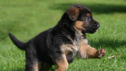 3/4 German Shepherd - Dog Breeders