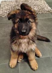 German Shepard love - Dog Breeders