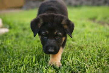 SHERMAN-RANCH German Shepherds - Dog Breeders