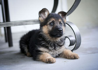 Thinschmidt German Shepherds - Dog and Puppy Pictures