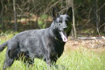 Mystra Shepherds - Dog Breeders