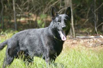 Black German Shepherd Breeder - Dog Breeders