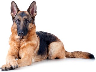 Granville German Shepherds - Dog Breeders