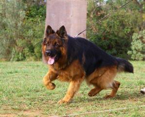 Dixieland German Shepherds - Dog Breeders