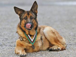 Duglands German Shepherds - Dog Breeders