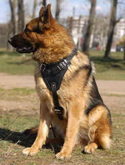 Windborne German Shepherds - Dog Breeders