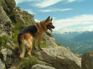 Calico Junction Long Coat German Shepherds - Dog Breeders