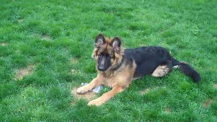 Von Der Stadtrand German Shepherd Breeder - Dog Breeders