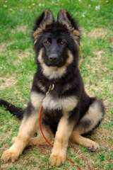 Dragon German Shepherd - Dog and Puppy Pictures