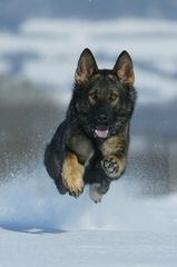 Vom Waldenhaus German Shepherd Breeders - Dog and Puppy Pictures