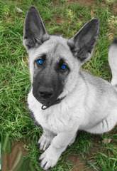 German Shepherd Stud Ready For Action. - Dog Breeders