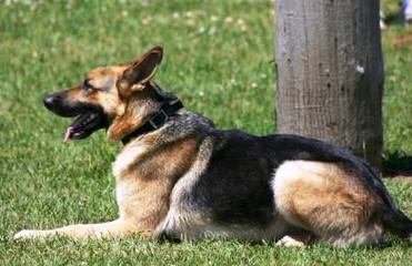 Karizma German Shepherds - Dog Breeders