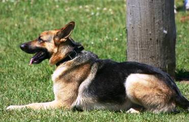 Working German Shepherds - Dog Breeders