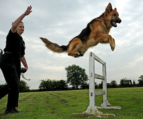 Geran’s German Shepherds - Dog Breeders