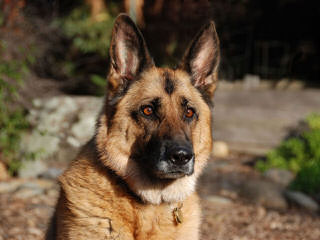 Zwinger vom Roten Wald German Shepherds - Dog Breeders