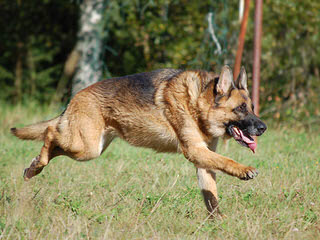 Vom Haus Thaxton German Shepherds - Dog and Puppy Pictures