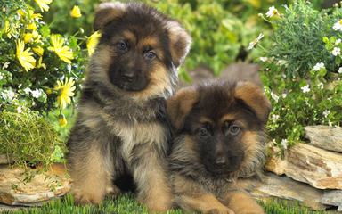 Von Der Stadtrand German Shepherd Breeder - Dog Breeders