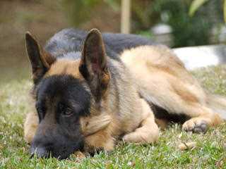 Old Fashion Large German Shepherd - Dog Breeders