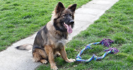 Schaffenhaus Shepherds - Dog Breeders